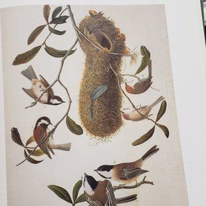 Chickadees by J. J. Audubon
